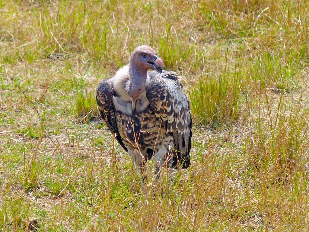 3 Days Maasai Mara Wildlife Safari