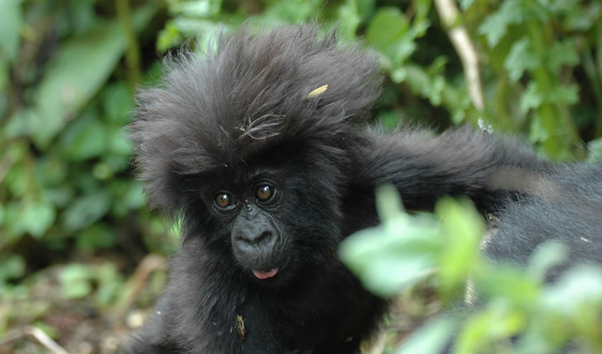 baby gorilla in volcanoes national park