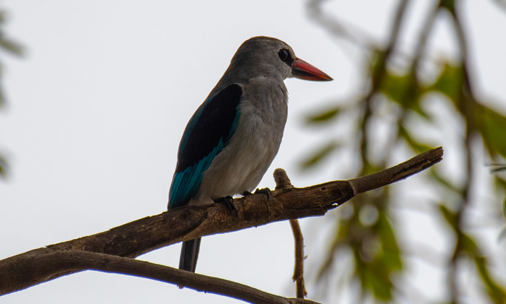 8 Days Birding Safari Tour in Uganda