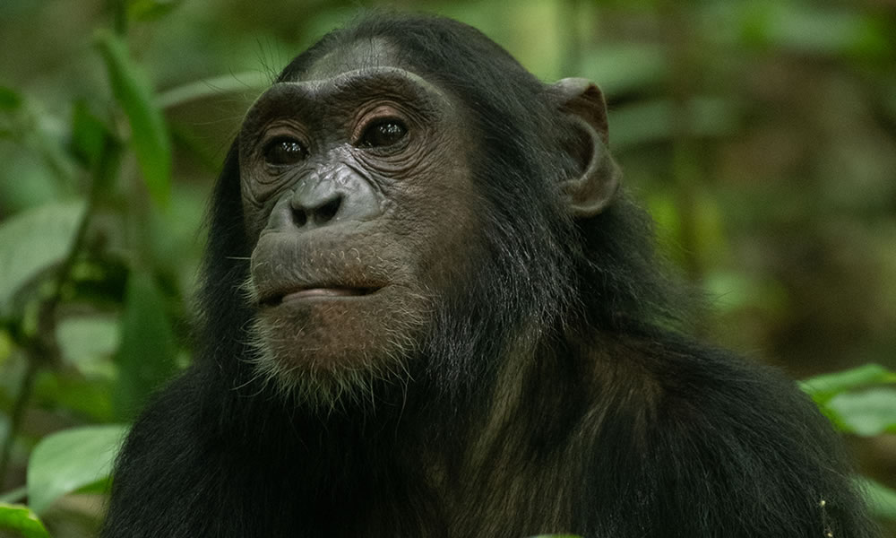 5 Days Uganda Chimpanzee Tracking Wildlife Safari