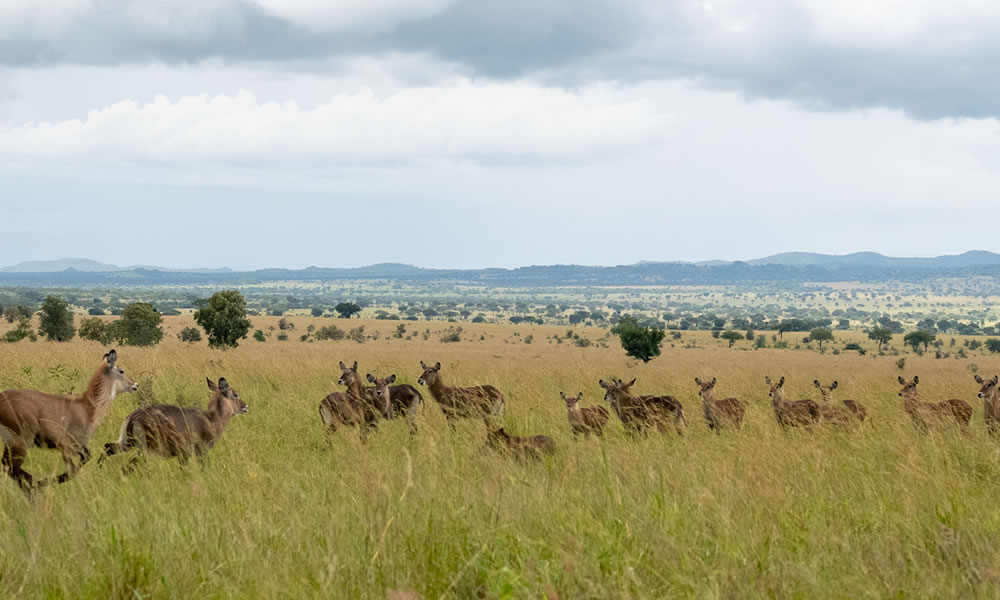4 Days Uganda Safari to Kidepo National Park