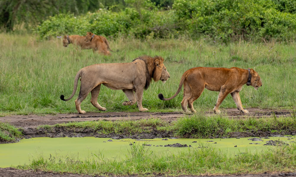 7 Days Wildlife Safari in Uganda