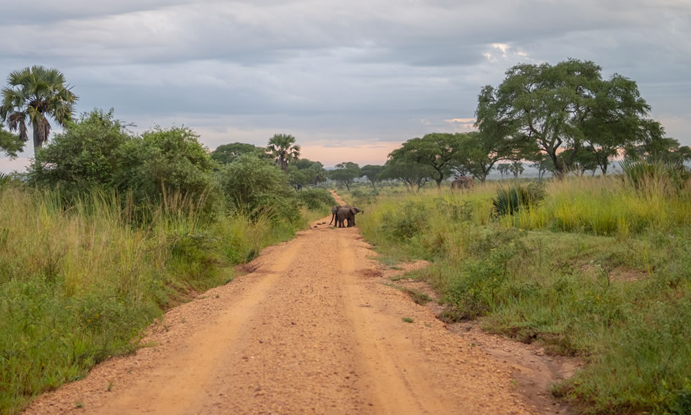 5 Days Uganda Safari to Murchison Falls National Park
