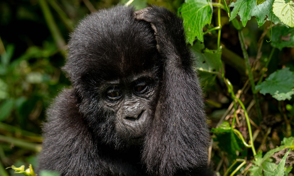 6 Days Gorilla Trekking Tour in Uganda