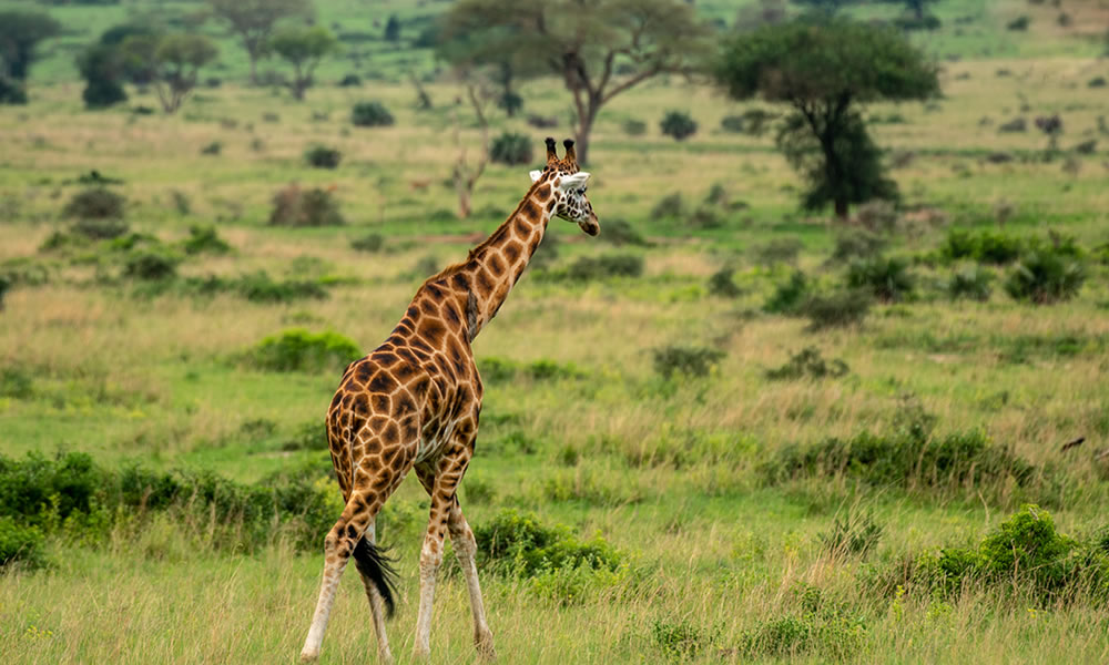 Murchison Falls National Park