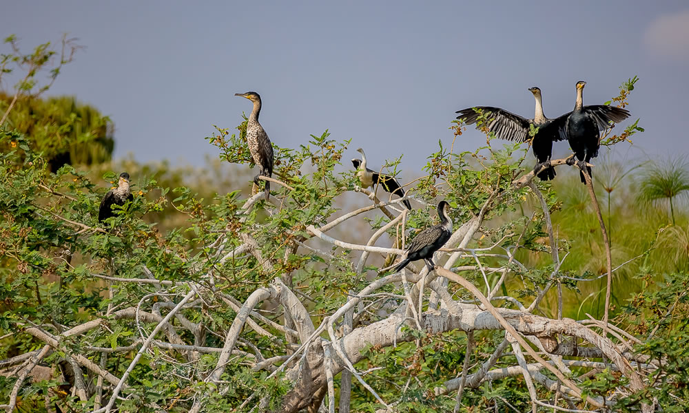 Birding In Akagera National Park