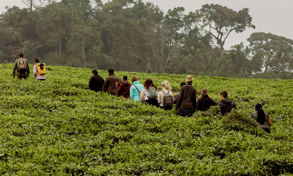 Gisakura Tea Estate In Rwanda