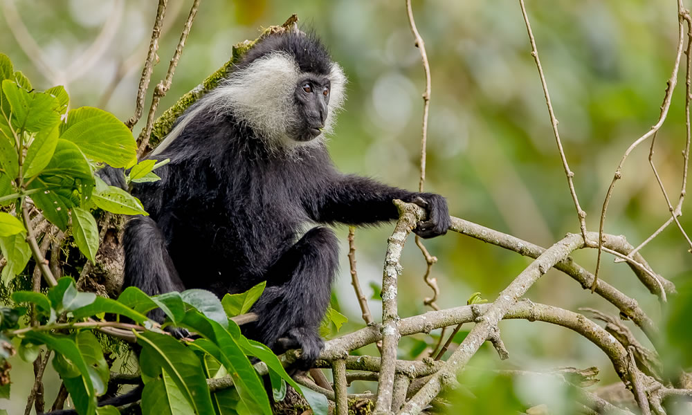 Colobus Monkey Tracking In Nyungwe Forest